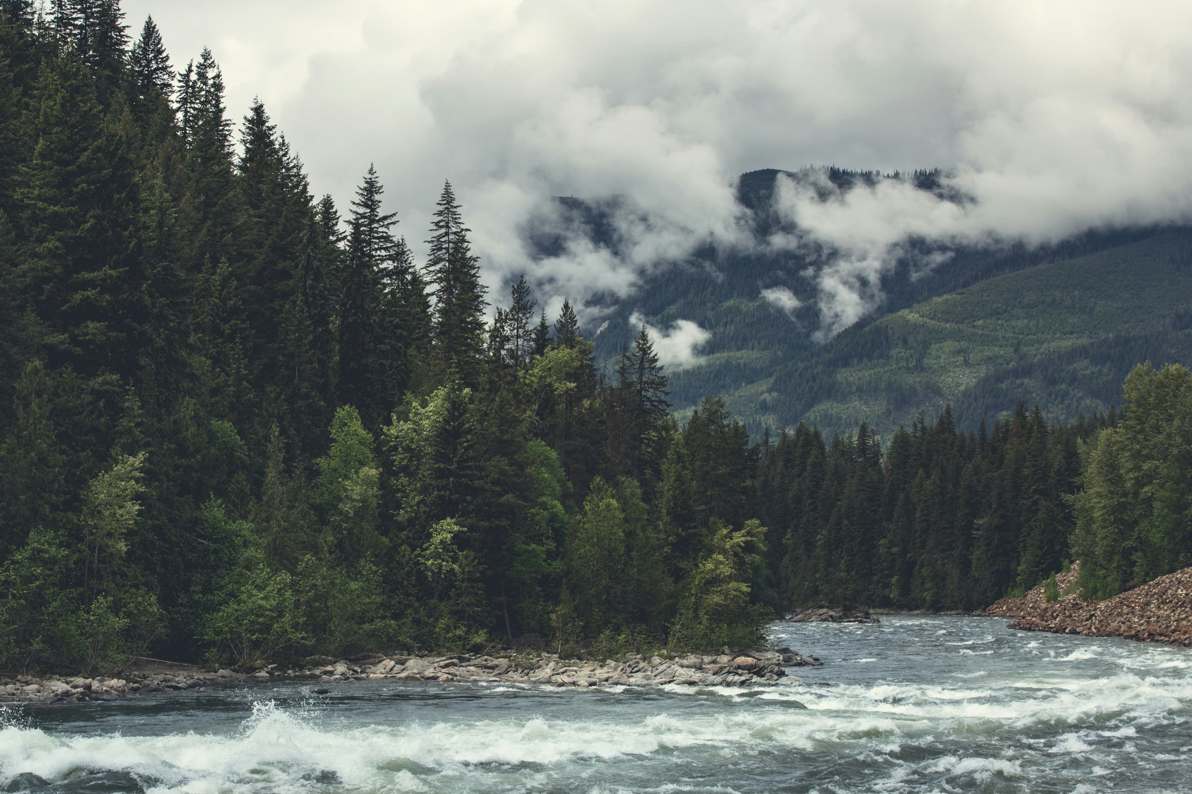 A rushing BC river through dense evergreen forest with misty mountain peaks