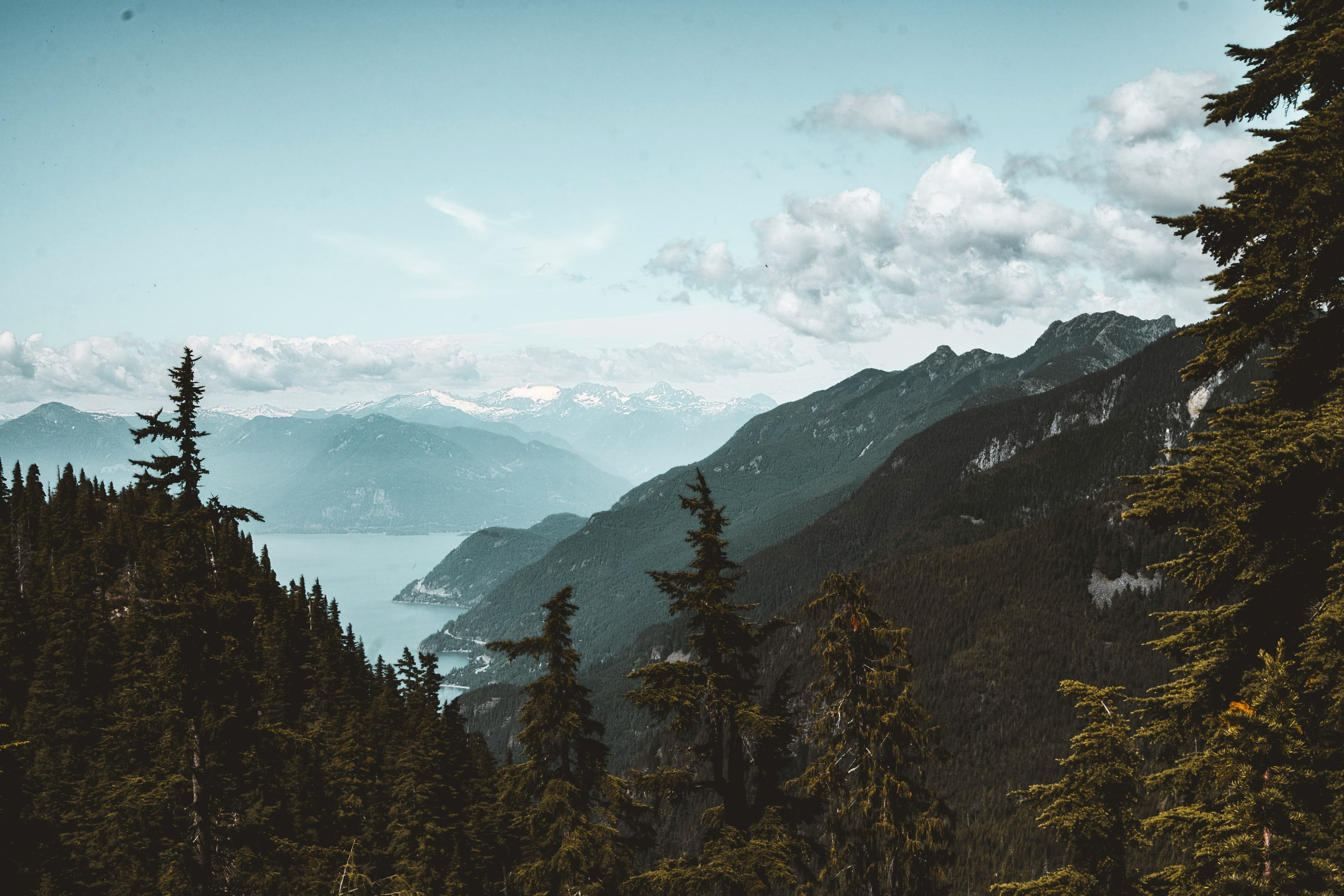BC forest with mountain peaks and turquoise inlet visible through the trees